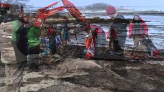 Cuviers Beaked Whale Whalebone Recovery [upl. by Notnef]