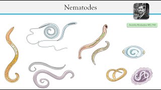 Parasitic roundworms  Nematodes [upl. by Skolnik]