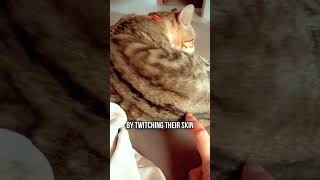 😹Do Cats Like Being Tickled ❓ [upl. by Kila]