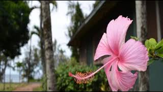 Backpackers Vacation Inn and Plantation Village  Haleiwa Oahu Hawaii  United States [upl. by Eniretak149]