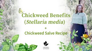 Chickweed Benefits Stellaria media  Chickweed Salve Recipe [upl. by Derril]