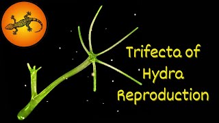 How Do HYDRA Reproduce [upl. by Kris]