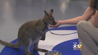 Wild Wednesday RedNecked Wallaby [upl. by Bibbie]