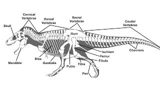 A Guide to Paleontological Terms [upl. by Malda866]