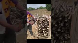 “Collecting tree seeds on the farm” [upl. by Naujet683]