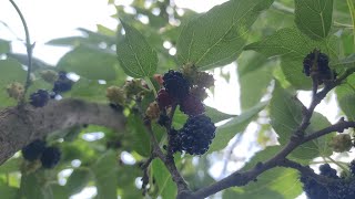 Wow 🤩😍 BlackBerry Eating🍴 ii Remembering my Childhood Memories 🥰  Ignore my pimples🤪🤗 [upl. by Odracir956]