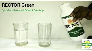 MAHAFEED  New Product  RECTOR Green [upl. by Armalda]