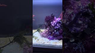 Decorating my seahorse reef tank with algae [upl. by Rumpf]