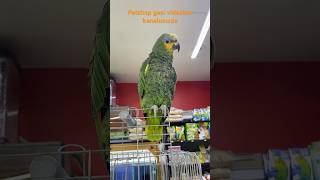 Petshop fiyatları kanalımızda petshop papağan muhabbetkuşu sultanpapağanı hintbülbülü finch [upl. by Moll202]