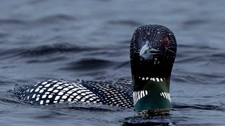 Plongeon Huard  Common Loon [upl. by Tutankhamen103]