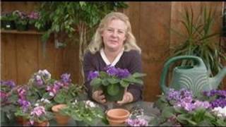 Caring for African Violets  Avoiding African Violet Problems [upl. by Groark]