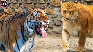 Siberian Tiger vs Liger  Who Would Win Facts and Information about Siberian Tiger amp Liger [upl. by Mackey]