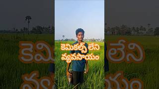 Drone Spraying Organic Solutions Doodkada Kashayam amp Bramhastram for Blight Control in Navara Paddy [upl. by Ahsirk]