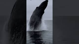 Massive humpback whale jumping out water [upl. by Hortensa919]