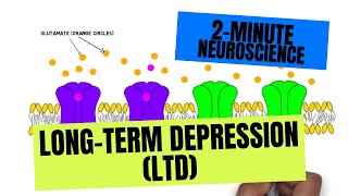 2Minute Neuroscience LongTerm Depression LTD [upl. by Fara]