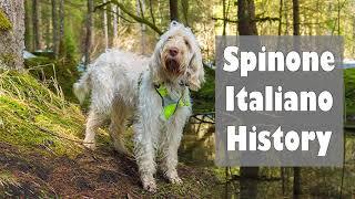 Podcast 118 Spinone Italiano History  A hardworking hunter [upl. by Daile]