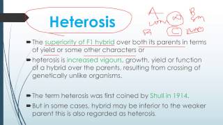 Heterosis and Theories of Heterosis [upl. by Norit]