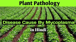 Plant Pathology  Diseased Cause By Mycoplasma or Phytoplasma  Disease in Plants Cause By Mollicute [upl. by Hegyera155]