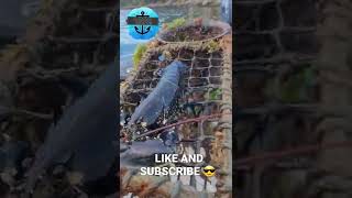 FIRST POT AND A KEEPER LOBSTER 🦞youtube fyp subscribe lobster watchandlearn fishing sea [upl. by Nilauqcaj]