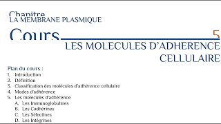 Les molécules d adhérence cellulaire [upl. by Nola]