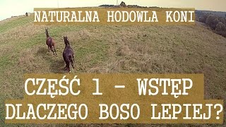 DLACZEGO NIE KUÄ† KONI  Naturalna Hodowla Koni  CZÄĹšÄ† 1 [upl. by Ereynihc936]