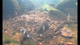 Central American cichlid fishes natural underwater video shots [upl. by Feilak]