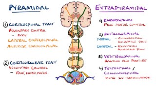 Extrapyramidal and Pyramidal Tracts  Descending Tracts of the Spinal Cord  Includes Lesions [upl. by Sewoll848]