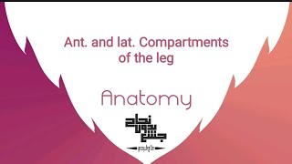 Ant and lat Compartments of the leg Anatomy 2 Lec 4 part 1 [upl. by Arlinda115]