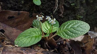 Middletonia multiflora [upl. by Eleumas]