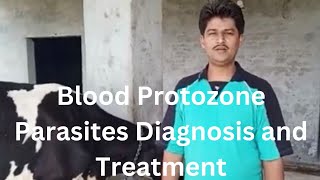 Diagnosis of Blood Protozone Diseases  Tick fever Theleriosis Anaplasma Trypanosomiasis [upl. by Kenley]