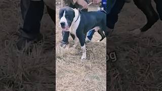 PAKISTANI MASTIFF BULLY KUTTA [upl. by Bolt]