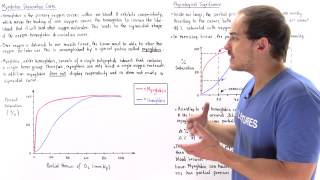 Myoglobin vs Hemoglobin Dissociation Curve [upl. by Eterg]