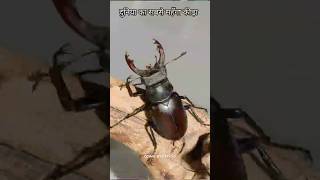 Stag Beetle sciencefacts facts shorts [upl. by Oinolopa547]