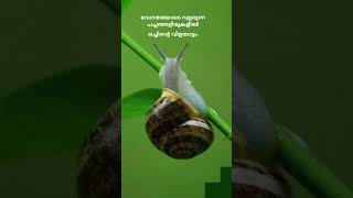 ആഫ്രിക്കാനോസ്haikupoemsmalayalamshortfeedyoutubeshortswatsappstatussnail [upl. by Oderfigis447]