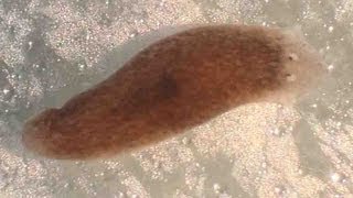 Planaria Flatworm Regeneration amp Movement [upl. by Akimal336]