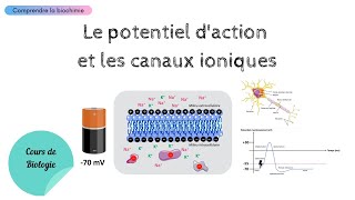 Chapitre 5  2ème Partie  Potentiels membranaires du neurone synapses et intégration nerveuse [upl. by Addiel858]