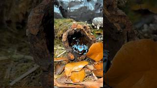 Poison Dart Frog🐸 poisondartfrog dartfrog frog amphibian reptileroom animals fyp [upl. by Sitsuj]