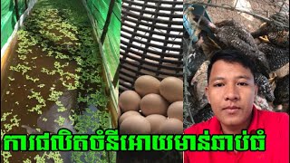 👉ការផលិតចំនីអោយមាន់ឆាប់ធំ national livestock mission poultry farming From Chon Mao [upl. by Dera]