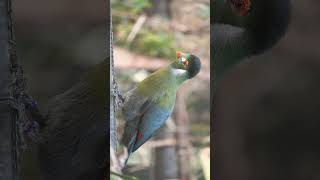 ¹🐦☆²² Whitecheeked Turaco Tauraco leucotis in Turaco Family Musophagidae [upl. by Higginbotham]