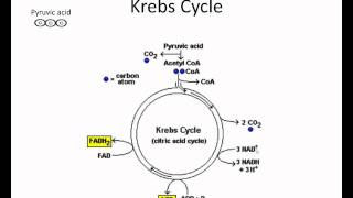 Krebs cycle video lessonwmv [upl. by Nnairek]