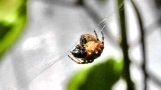 Araneus diadematus eating prey [upl. by Seugram]