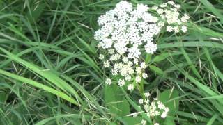 Scharfgarbe  Achillea millefolium  Yarrow [upl. by Lindsey861]