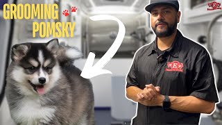 Ultimate Pomsky Grooming Transformation 🐾  Fresh Clean and Happy Pomsky Care [upl. by Steinway]