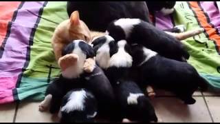 Cat breastfeeding puppies  Chat allaite chiots [upl. by Anrim]