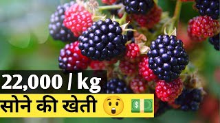 why BILLIONAIRE 💰 💵 Farmer WANTS TO NEVER SHARE THIS TECHNOLOGY ll Blackberry Farming in India 🇮🇳 ll [upl. by Carlen]