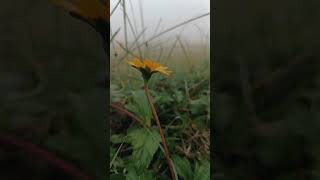 yellow daisy🌼 short07 flowers nature tranding daisy shortvideo shrots [upl. by Notgnimer693]