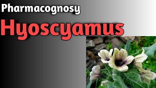 Pharmacognosy of Hyoscyamus [upl. by Atteras]