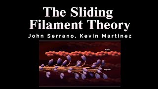 Sliding Filament Theory  HBS [upl. by Torrie]