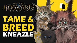 How to Get Male amp Female Kneazle Hogwarts Legacy Kneazle Breeding amp Offsprings [upl. by Sausa]