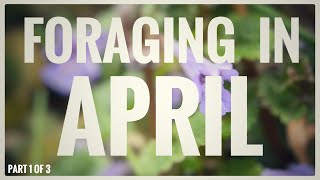 Foraging in April Part 1 of 4  UK Wildcrafts Monthly Foraging Calendar [upl. by Lisandra335]